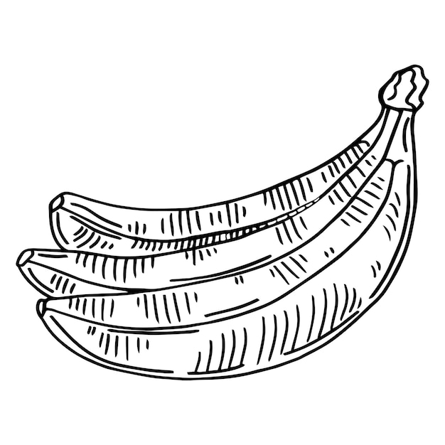 Banana vector illustration, simple hand drawn fruit food Line Icon