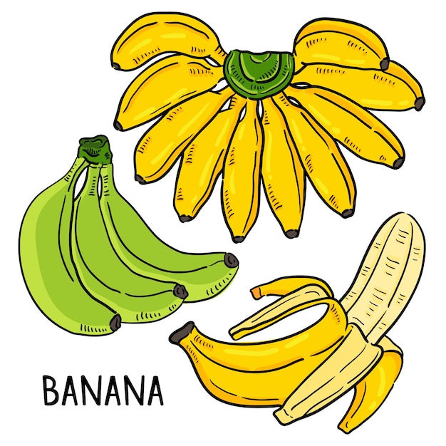 Banana vector.