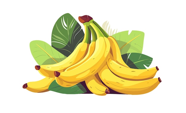 Vector bananas bunch whole sweet tropical fruits in yellow peel isolated on white background vector cartoon illustration