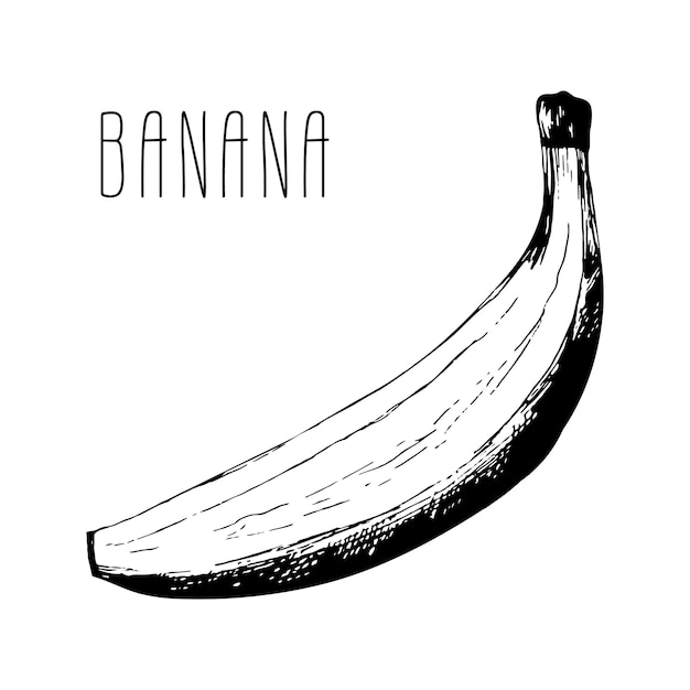Bananas fruits in peel for cuisine design or food product packaging wrapper Hand drawn Illustration in vector Isolated on white background