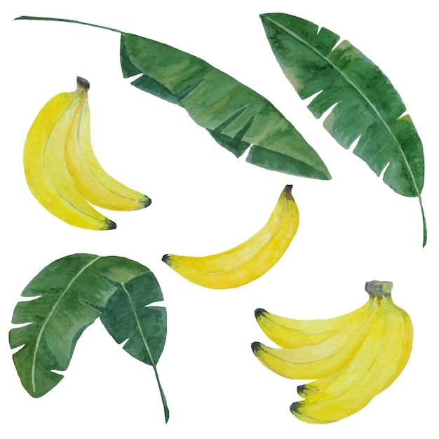 Vector bananas and leaves watercolor