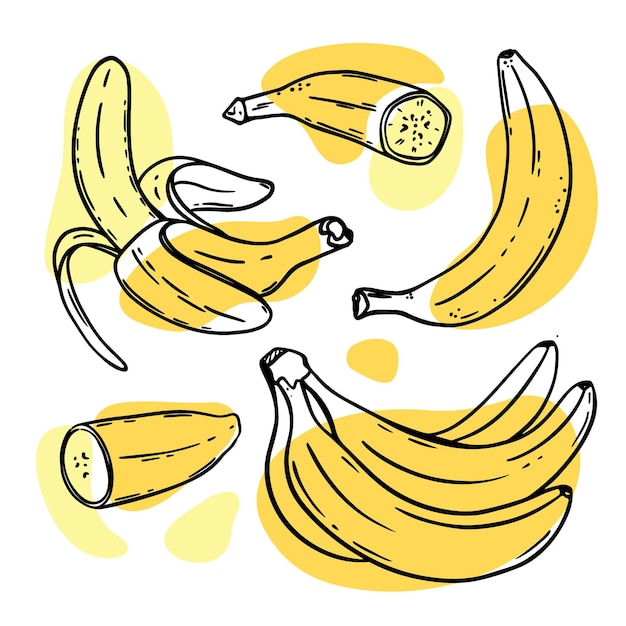 바나나 잘 익은 맛있는 열대 과일은 개별적으로 껍질을 벗기고 스케치 스타일로 무리 지어 있습니다.