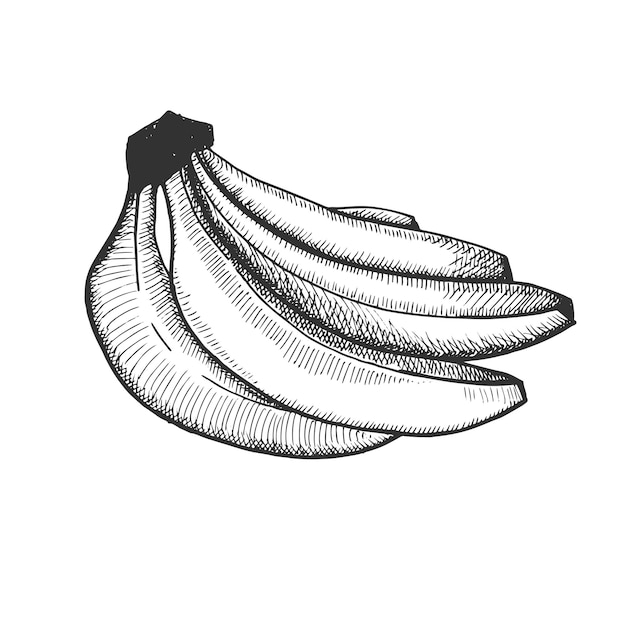 Bananas sketch vector illustration