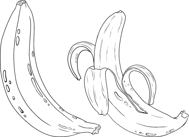 Vector bananen kleurplaten tropische oogst en landbouw vector handgetekende illustratie