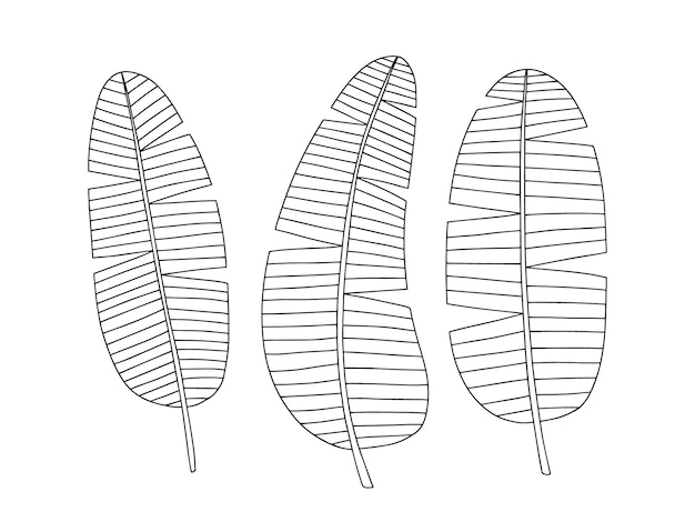 Bananenbladeren vector set Bananenblad schetsen