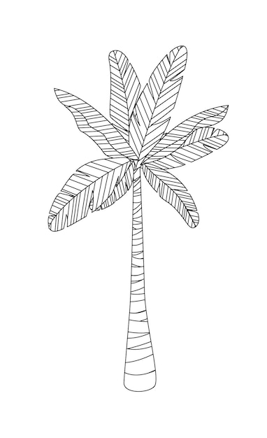 Bananenpalm kleurplaat Overzicht vector