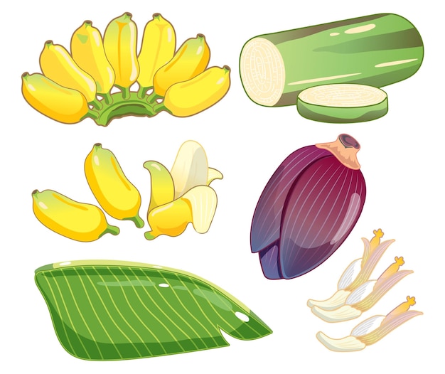 Vector bananenvectoren set