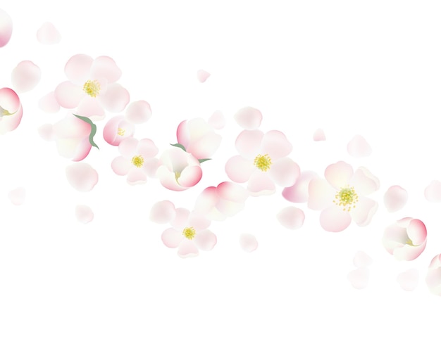 Banner and cherry flowers and white background