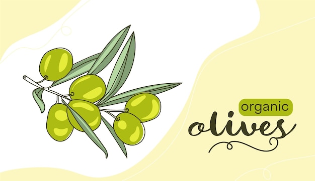 Banner vector drawing of green olives The line of the drawing with the inscription Organic olives