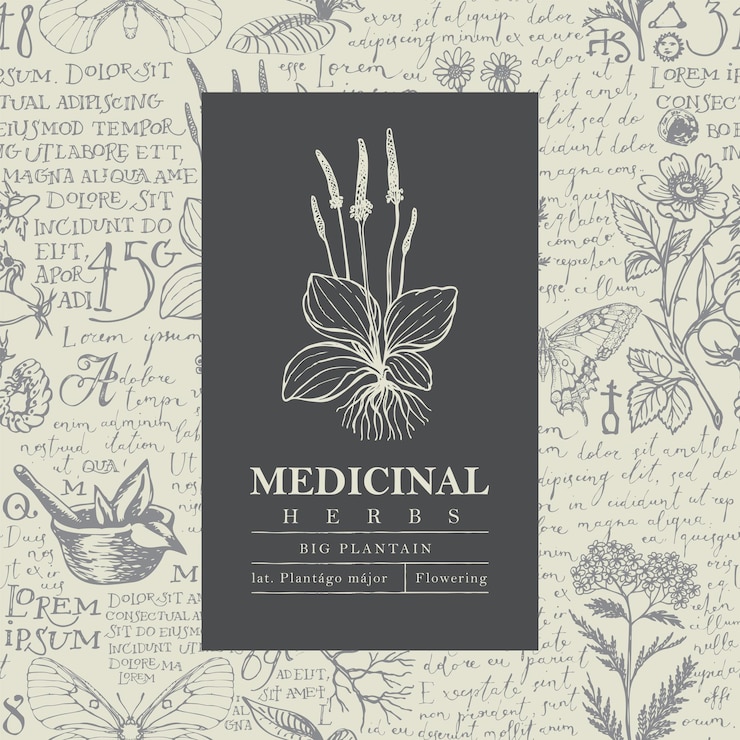 Vector banner with plantain for herbal pharmacy