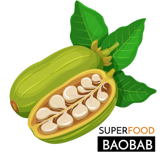 Baobab  icon.