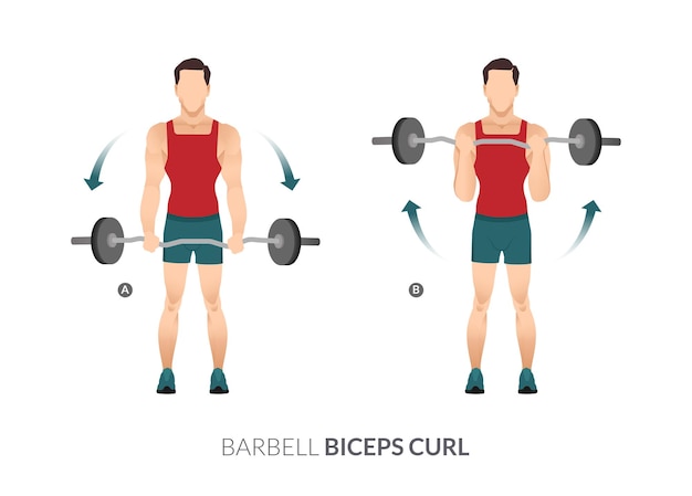 Vector barbell biceps curl, men gym workout fitness, aerobic and exercises.