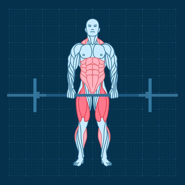 Vettore stacco con bilanciere in palestra vista frontale allenamento della forza allenamento anatomia dell'uomo per lo sport