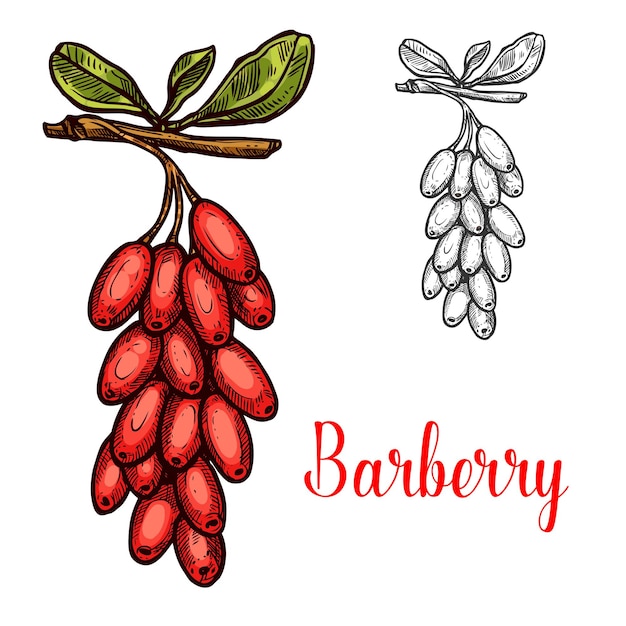 Barberry fruit sketch with red berry branch
