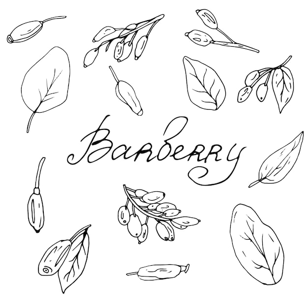 barbery set A collection of coloring books for children and adults Set of decorative elements