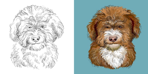Barbet dog vector illustration close up portrait