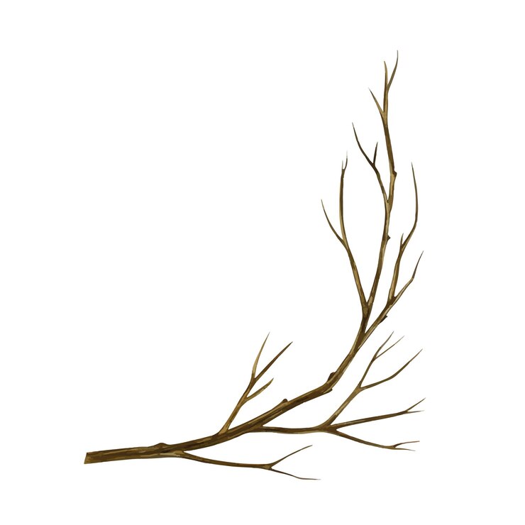 Vector a bare tree branch vector watercolor illustration a color image of a natural element