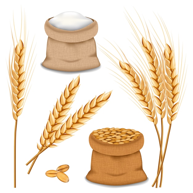 Barley spikelets mockup set