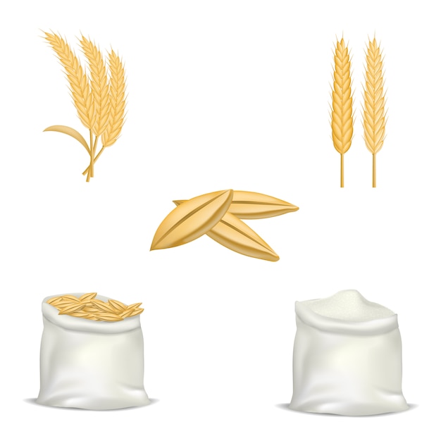 Vettore set di mockup di luppolo grano orzo. un'illustrazione realistica di 5 modelli di luppolo di grano d'orzo per il web