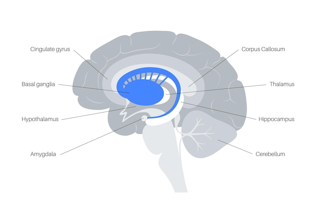 Vettore gangli della base e sistema limbico. anatomia del cervello umano. corteccia cerebrale e vettore del cervelletto