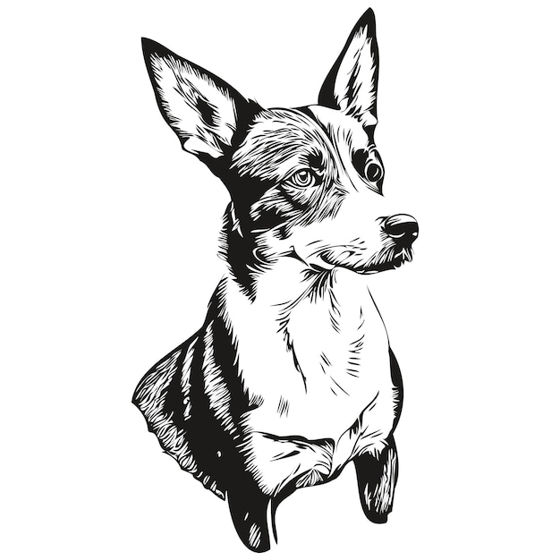 Vector basenji dog breed line drawing clip art animal hand drawing vector black and white realistic breed pet