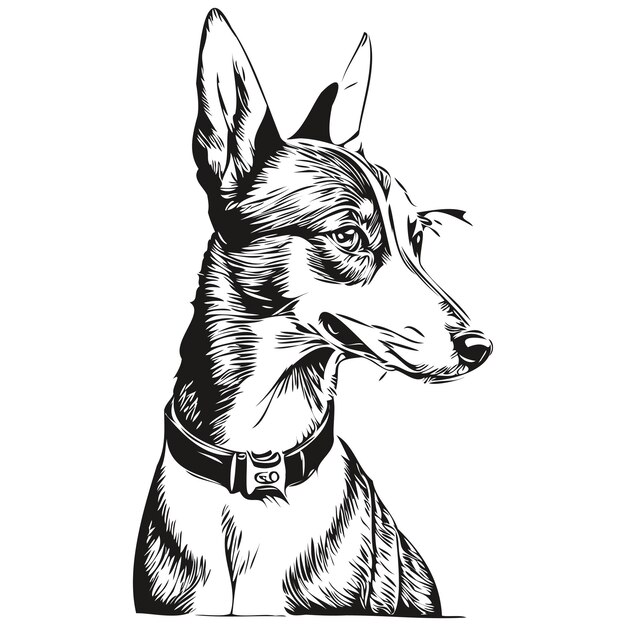 Vector basenji hond inkt schets tekening vintage tatoeage of t-shirt print zwart-wit vector realistisch ras huisdier