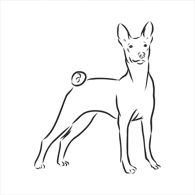 Basenji vector hand drawing illustration in black color isolated on white background