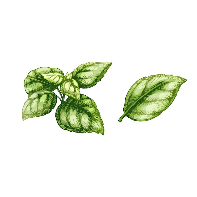 Basil fresh leaves. Vintage vector hatching color hand drawn illustration isolated on white background