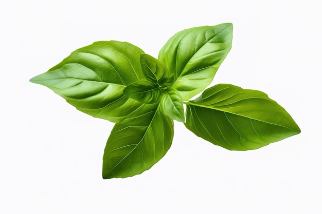 Vector basil fresh sprig watercolor illustration isolated on white background