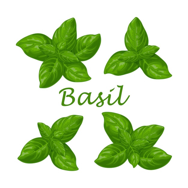 Basil green basil leaves a fragrant plant for seasoning vector illustration isolated on a white back