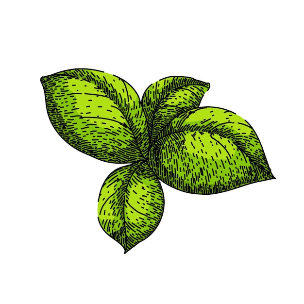 Basil leaf herb spice sketch hand drawn vector