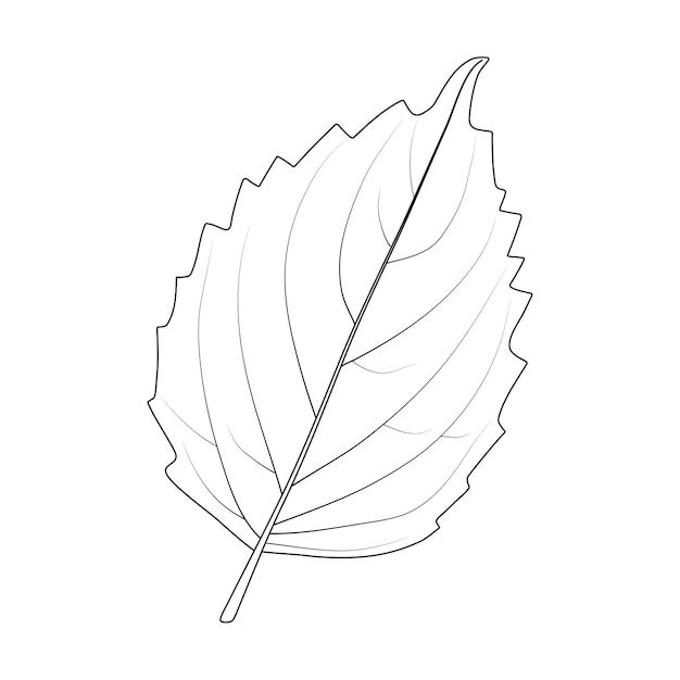 Vector basil leaf on a white background black and white illustration