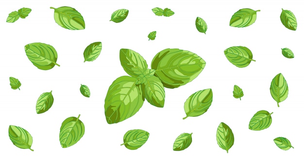 Vector basil leaves horizontal background design