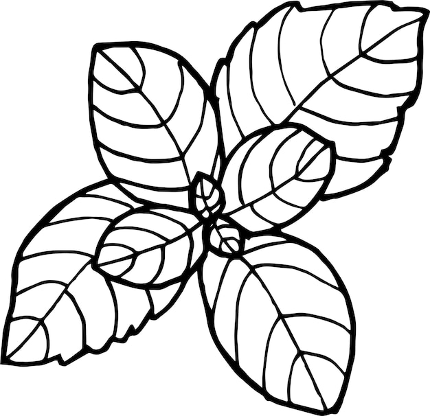 Basil leaves illustration