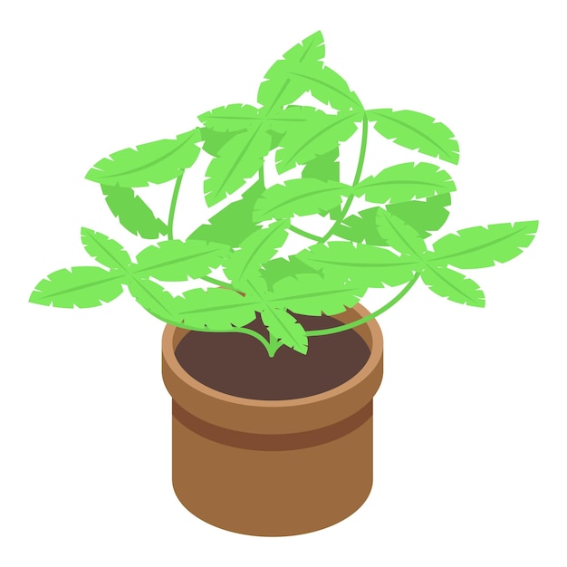 Vector basil plant pot icon isometric vector fresh herb natural organic