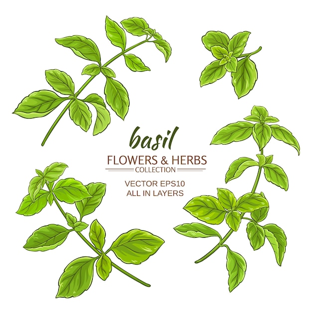 Basil plant vector set on white background