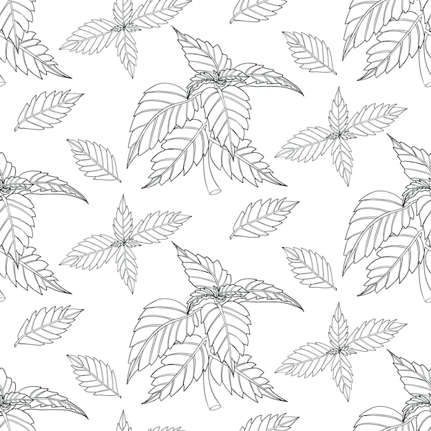 Basil seamless pattern isolated on a white background. basil, fragrance seasoning.