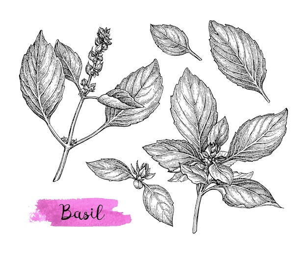 Basil set. Hand drawn ink sketch.