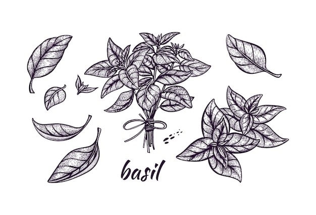 Basil Spice illustration set Handdrawn Vector illustration Detailed sketch of an organic product