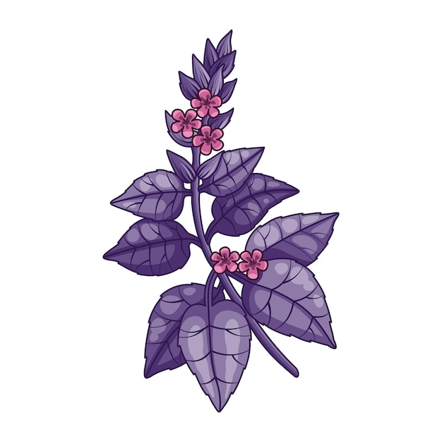 Vector basil spice vector realistische gekleurde botanische illustratie