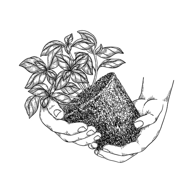 Basil with soil clod in human hands vector illustration in realistic sketched style.