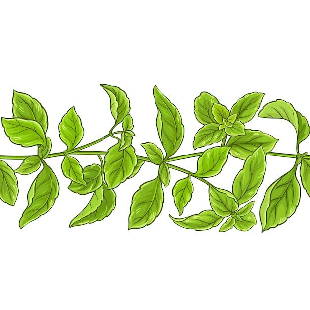 Basilicum plant vector patroon