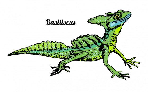 Basilisk basiliscus mitratus . lizard hand drawn graphic  sketch on white background. reptile. color illustration.