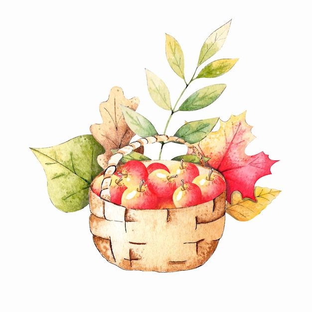 Vector basket with apples and autumn leaves watercolor