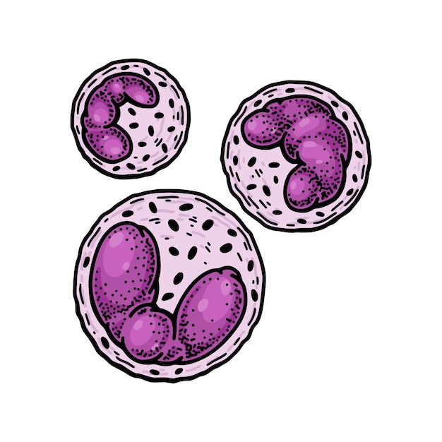 Vector basophil leukocyte white blood cells