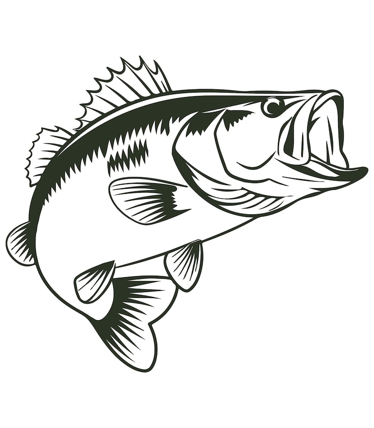 Vector bass fish coloring page