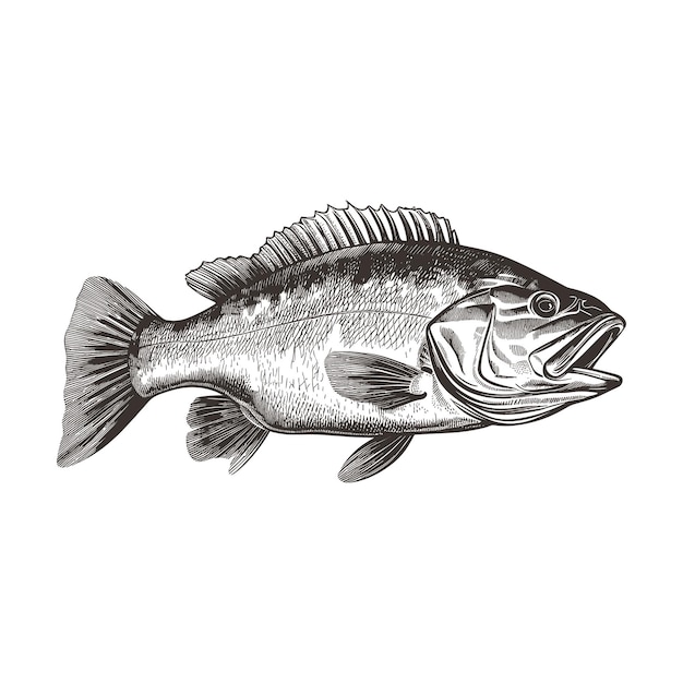 bass fish vintage engraved style drawing vector illustration