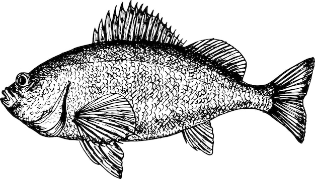 Bass seafood monochrome illustration