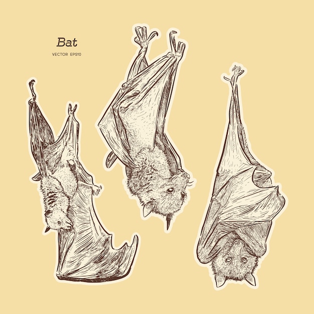 Bat illustration vector.