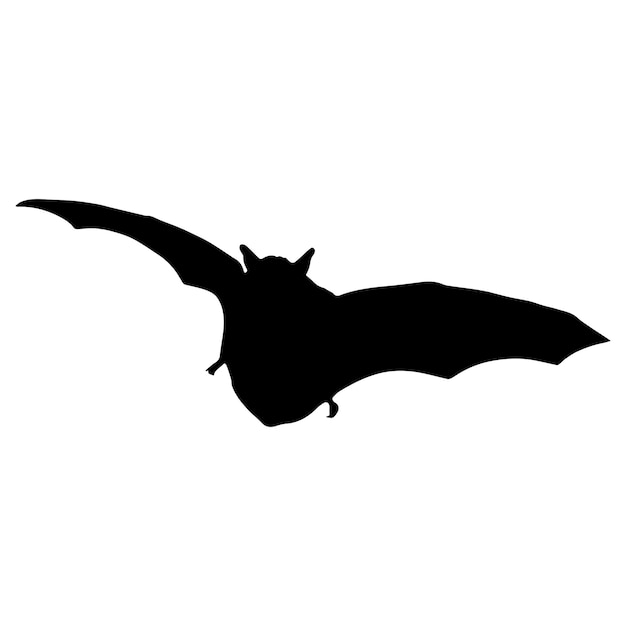 bat silhouette isolated black on white background